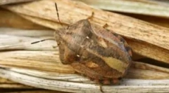 Bug-ul broască țestoasă și modalități de a face față